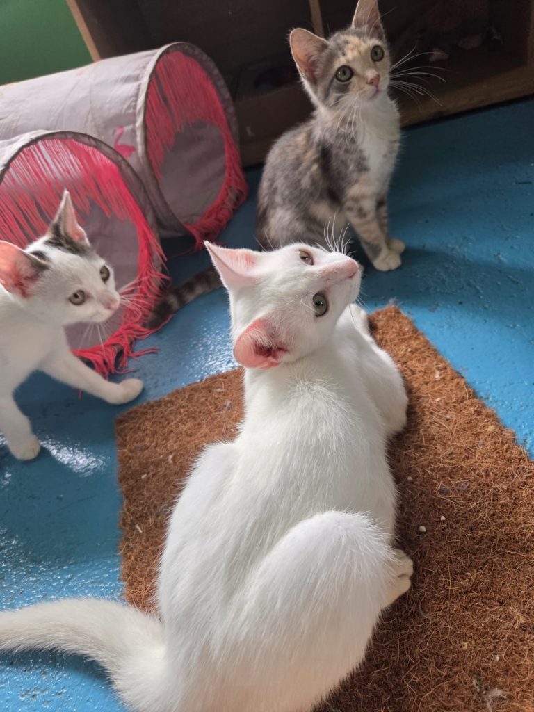 adoption chaton ile de france