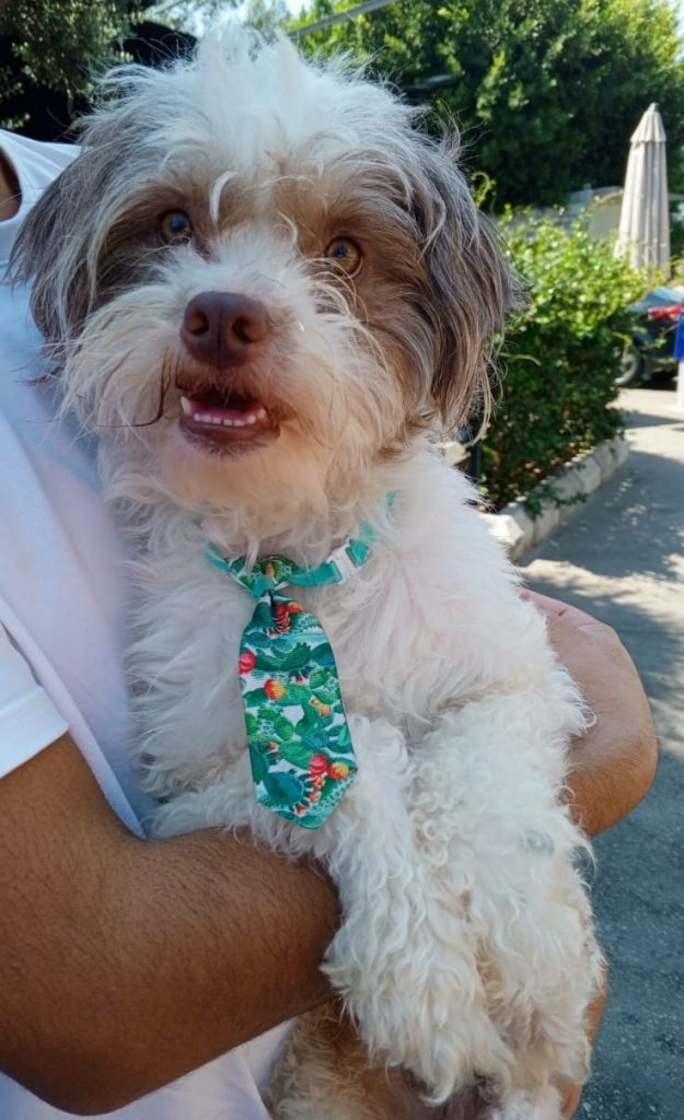 adoption chien ile de france