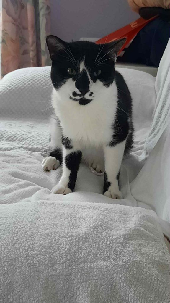 adoption chat 95