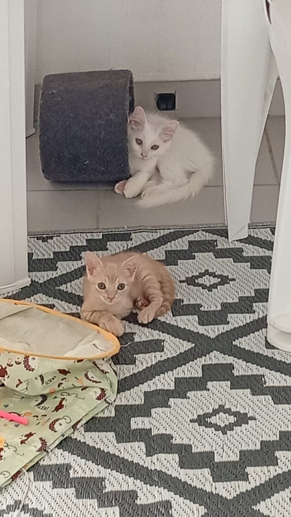 adoption chaton il de france