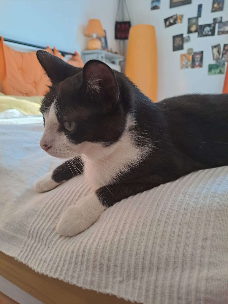 adoption chat 93