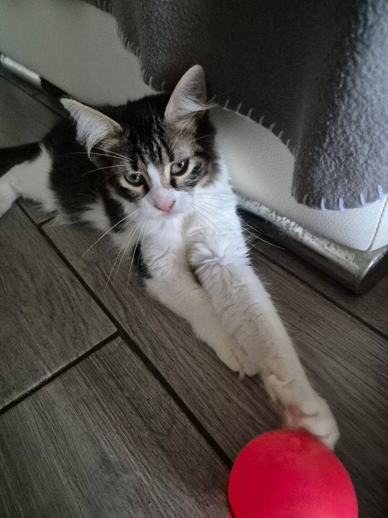 adoptionchat ile de france