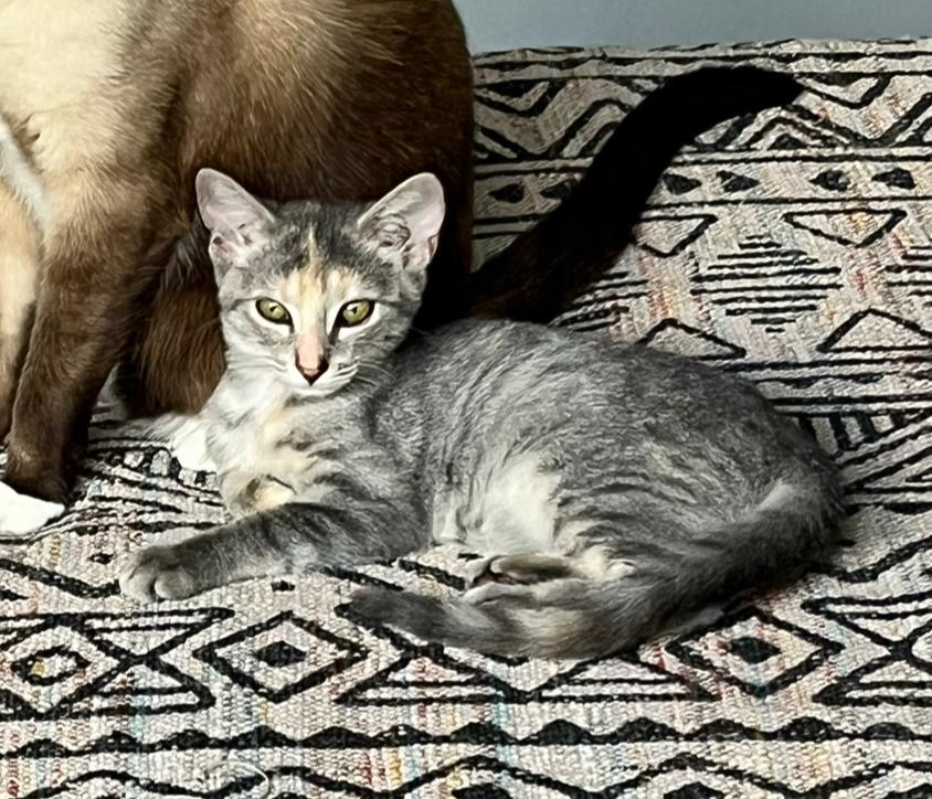 adoption chaton ile de france