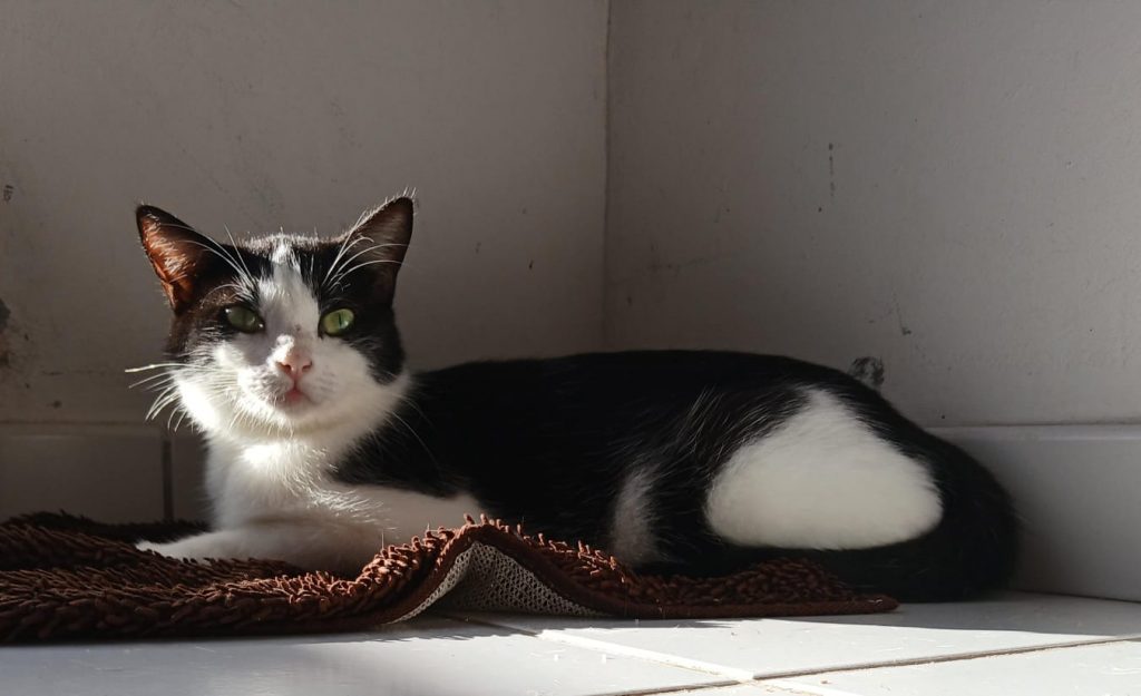 adoption chat ile de france