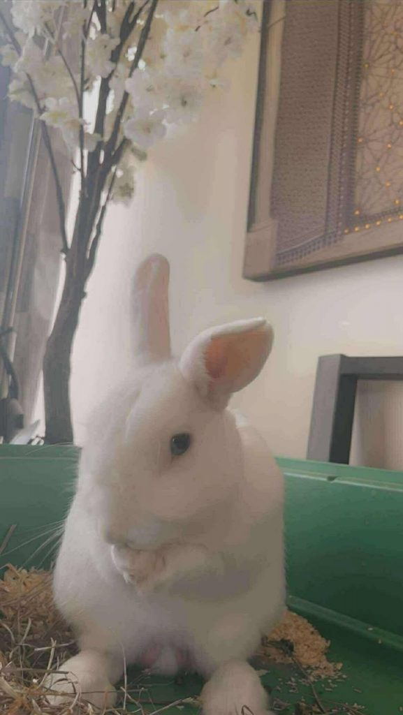 adoption lapin val d'oise