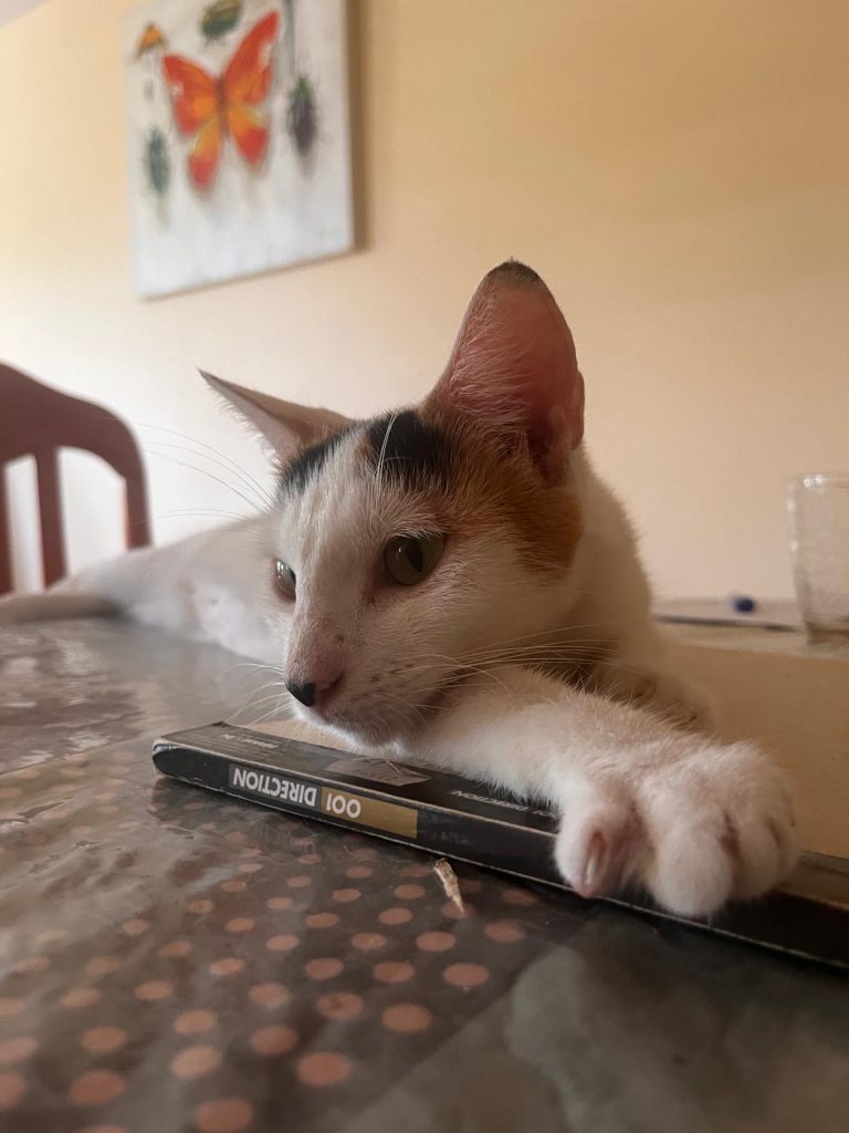 adoption chat ile de france