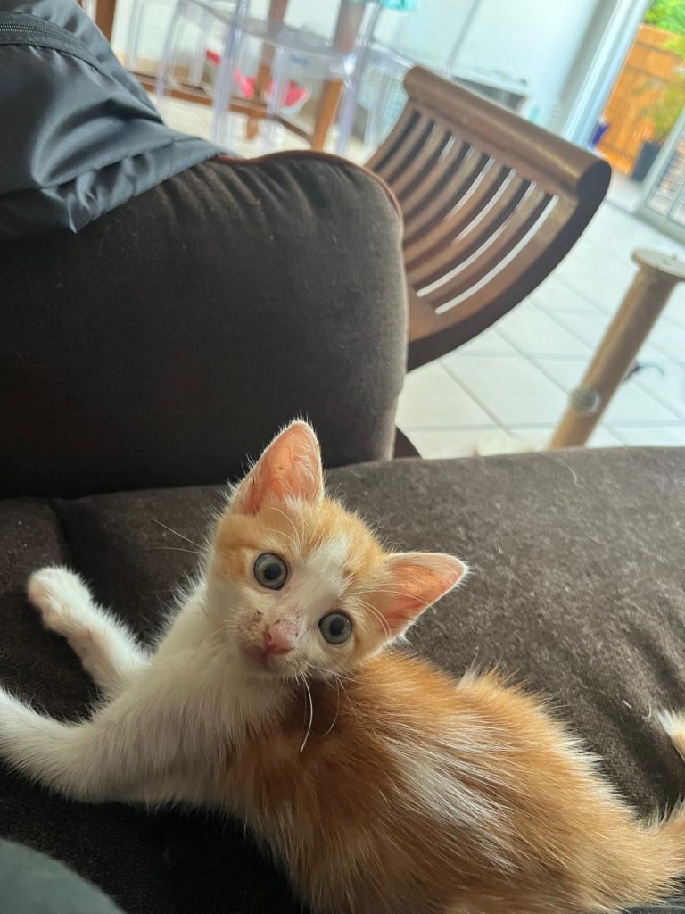 adoption chaton il ede france