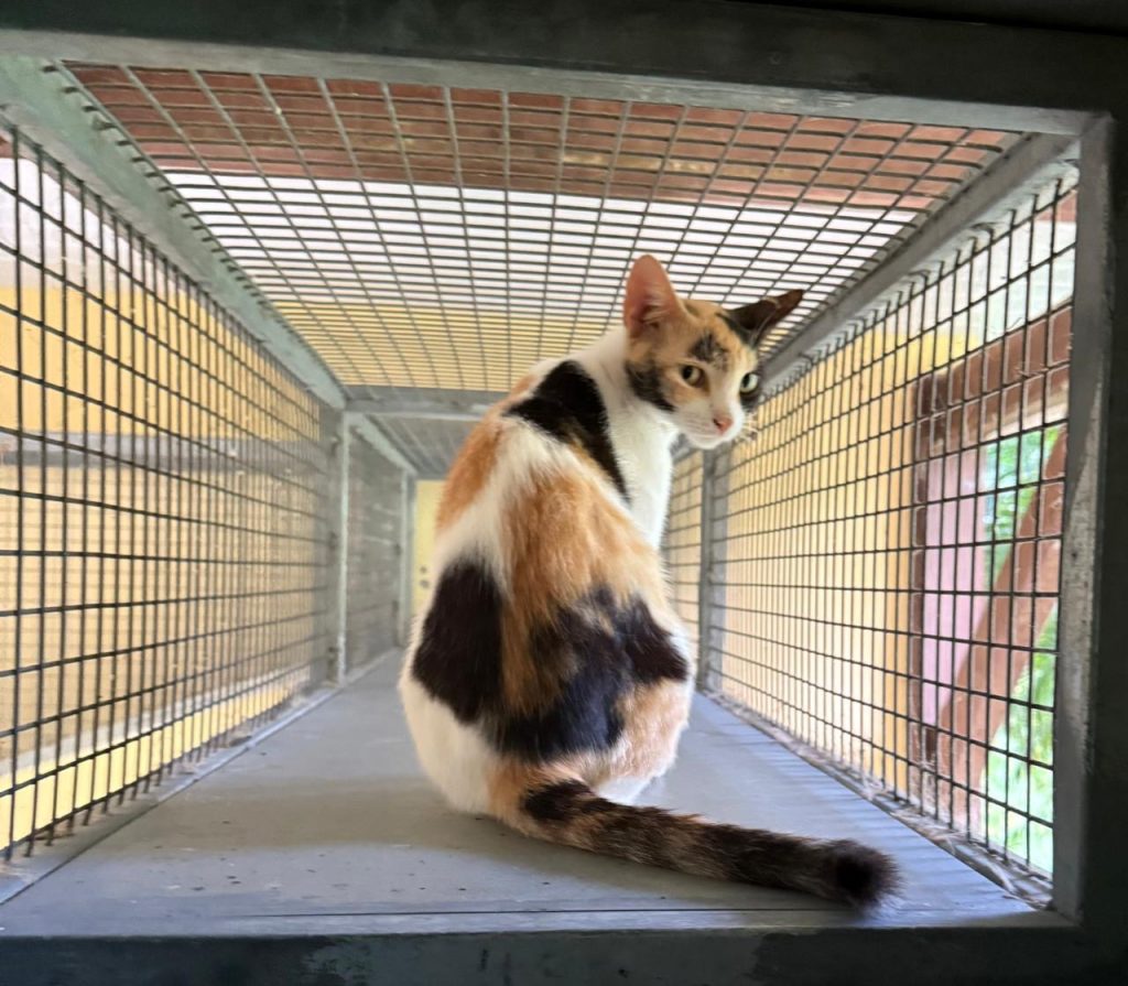 adoption chat ile de france
