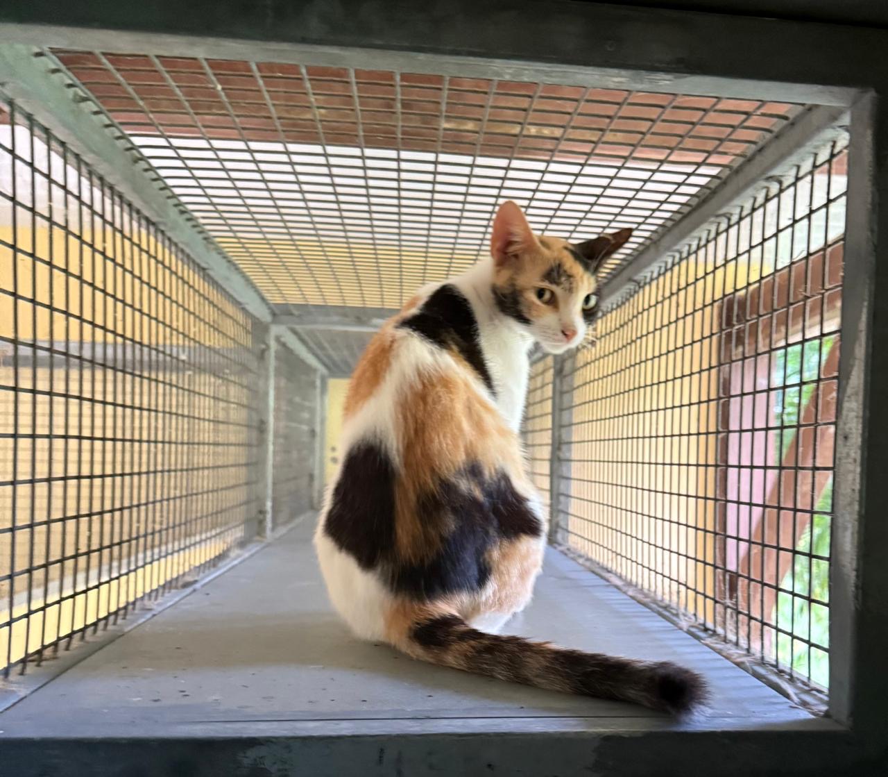 adoption chat ile de france
