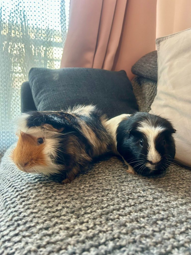 adoption cochon d'inde colombes