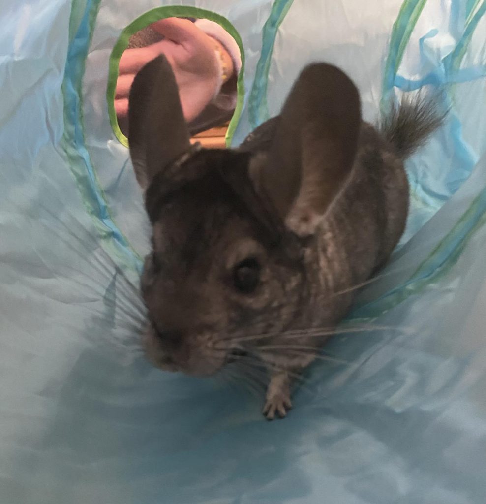 adoption chinchilla val d'oise