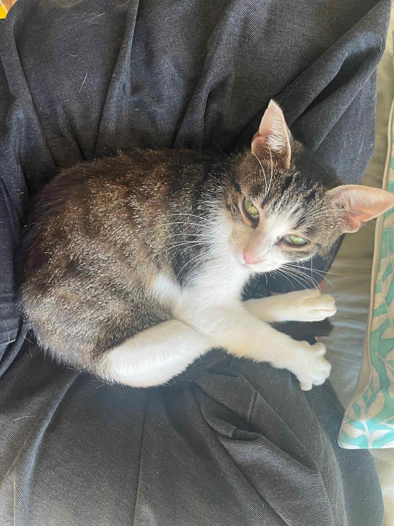 adoption chat paris
