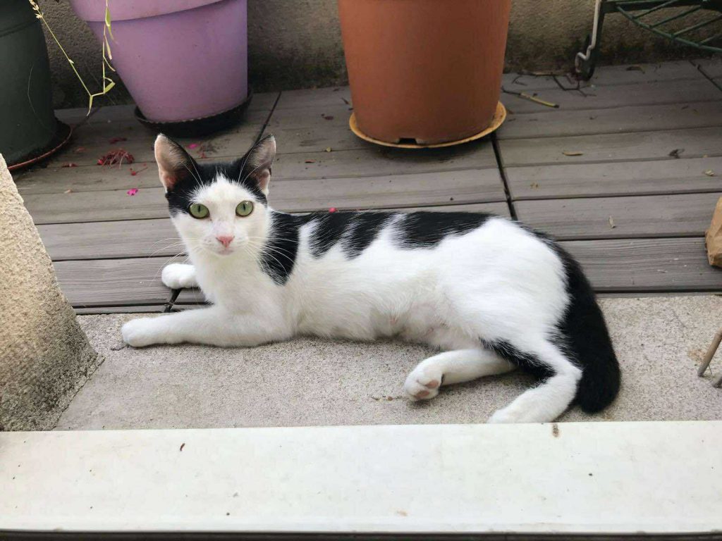 adoption chat paris