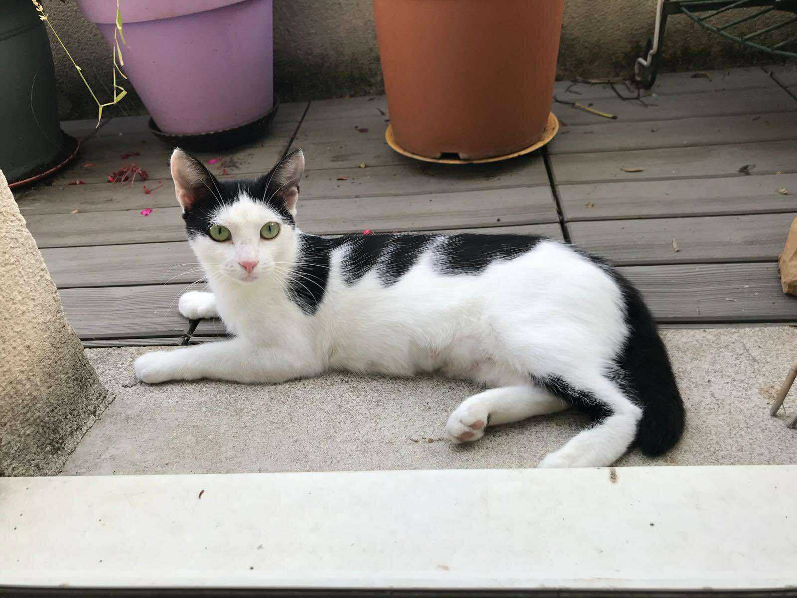 adoption chat paris