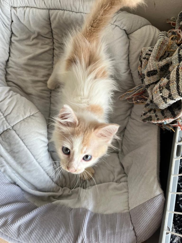 adoption chaton ile de france