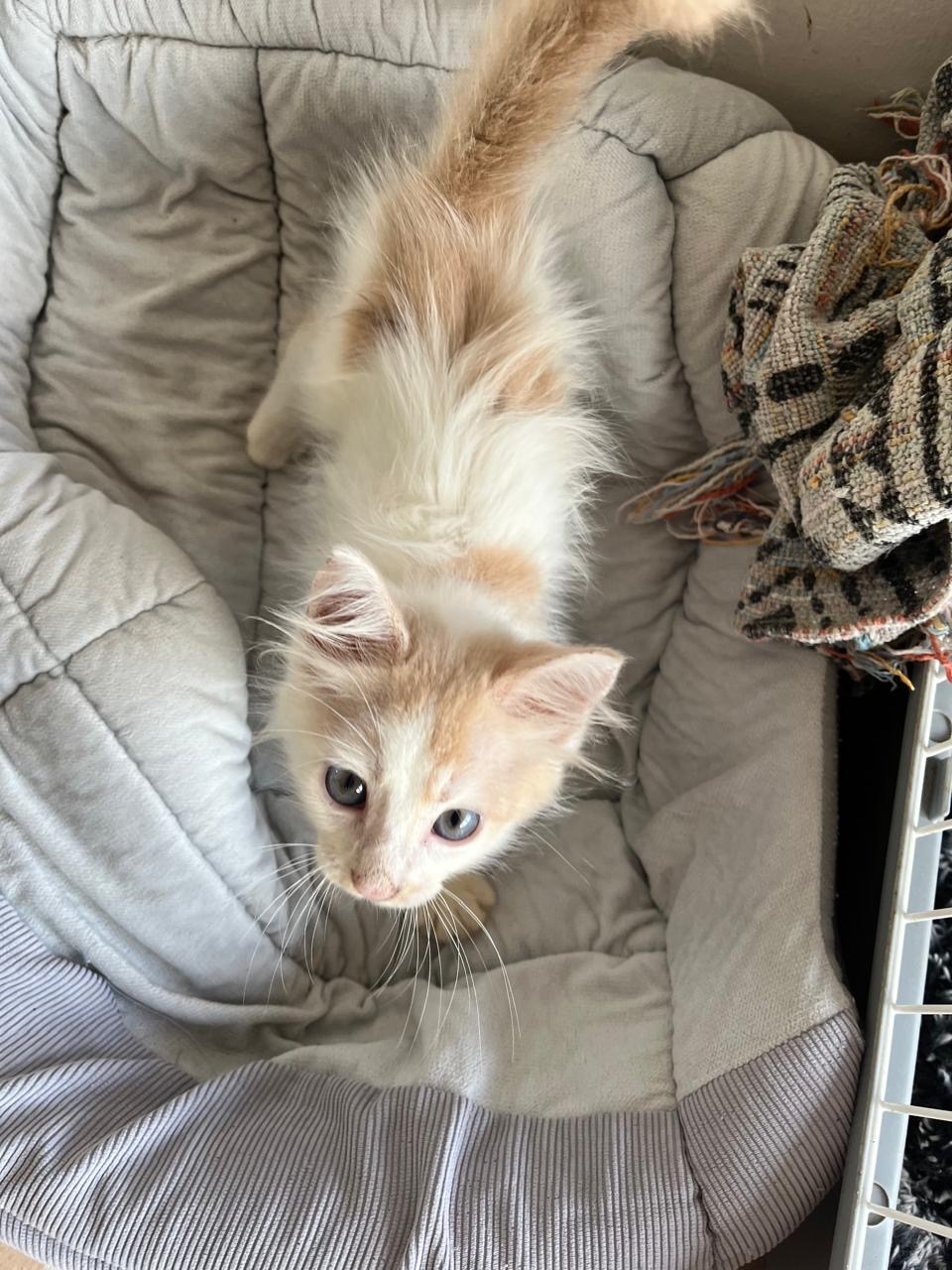 adoption chaton ile de france