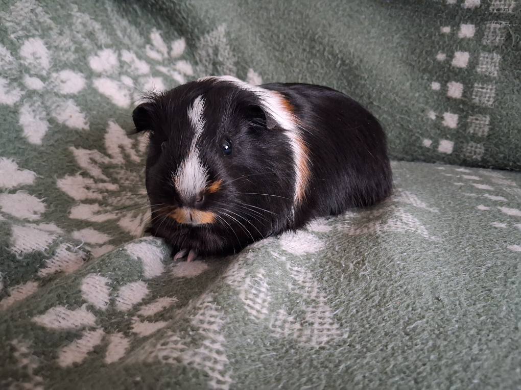 adoption cochon d"inde 95