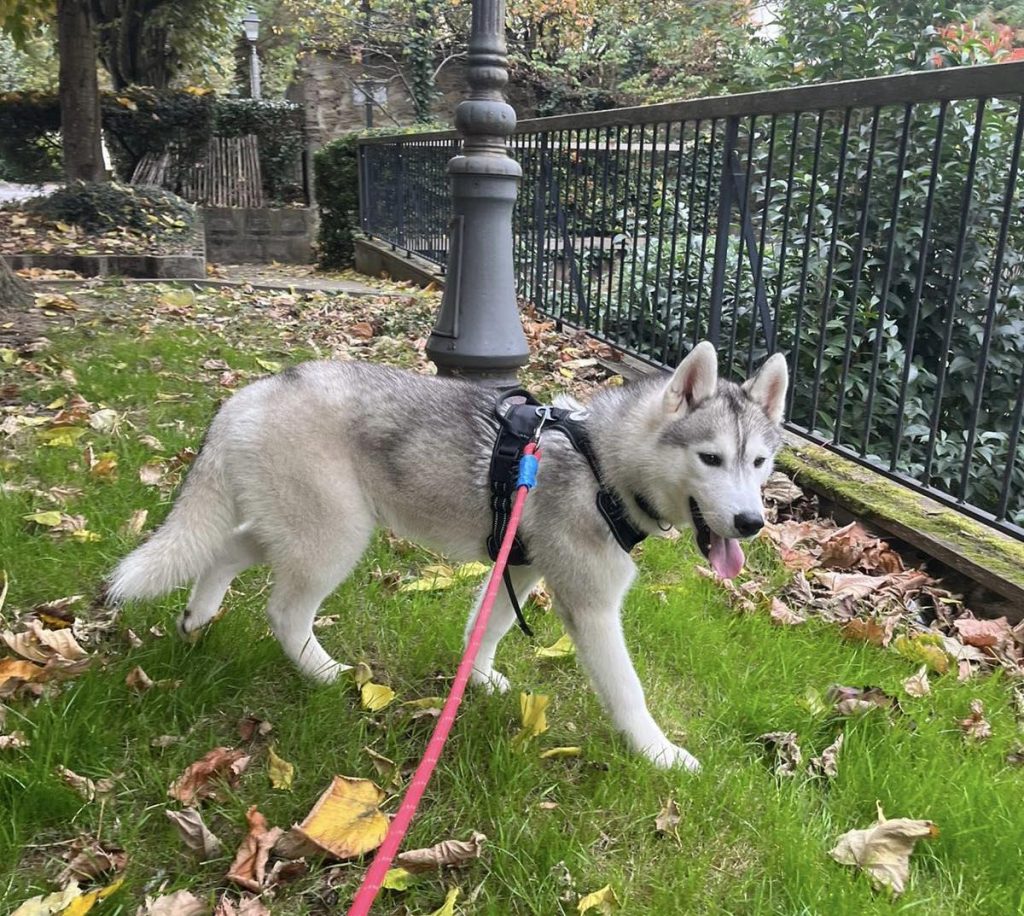adoptin chien 92