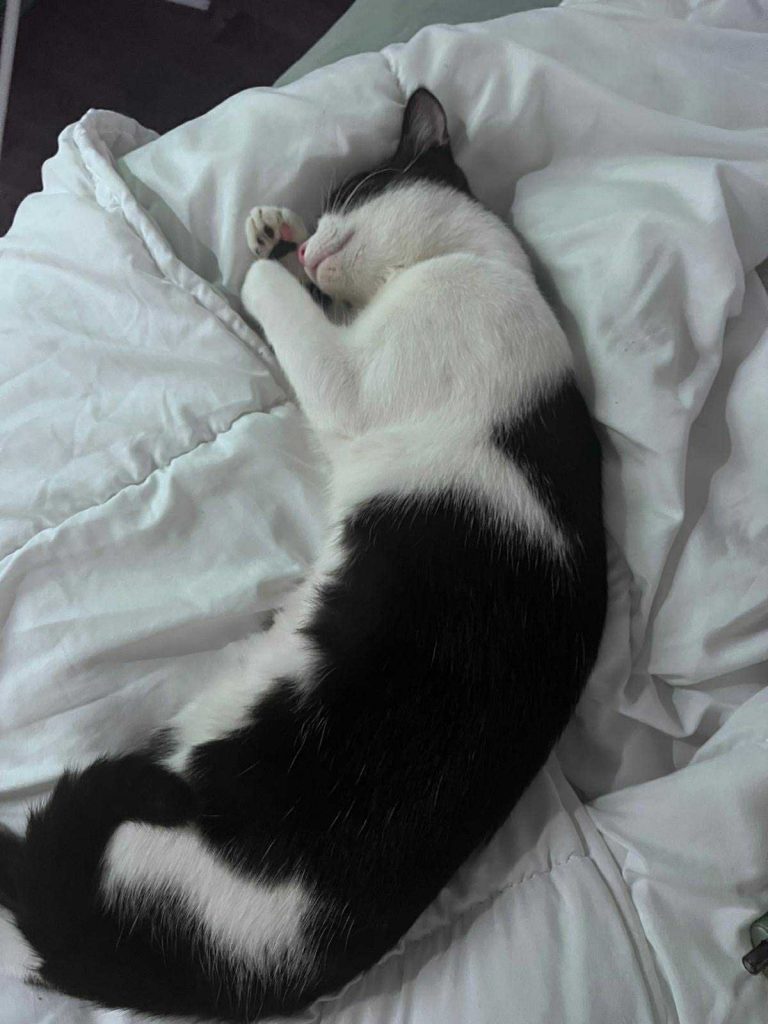 adoption chat paris 10eme