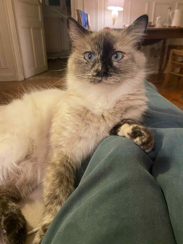 adoptionchat Paris