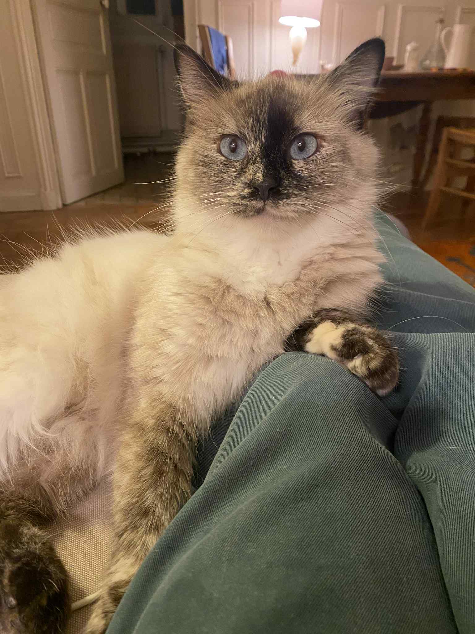 adoptionchat Paris