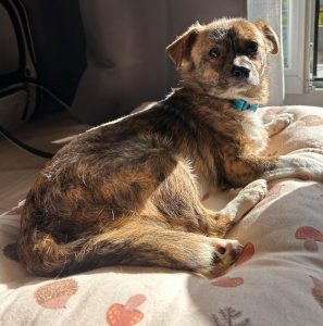 adoption chien ile de france