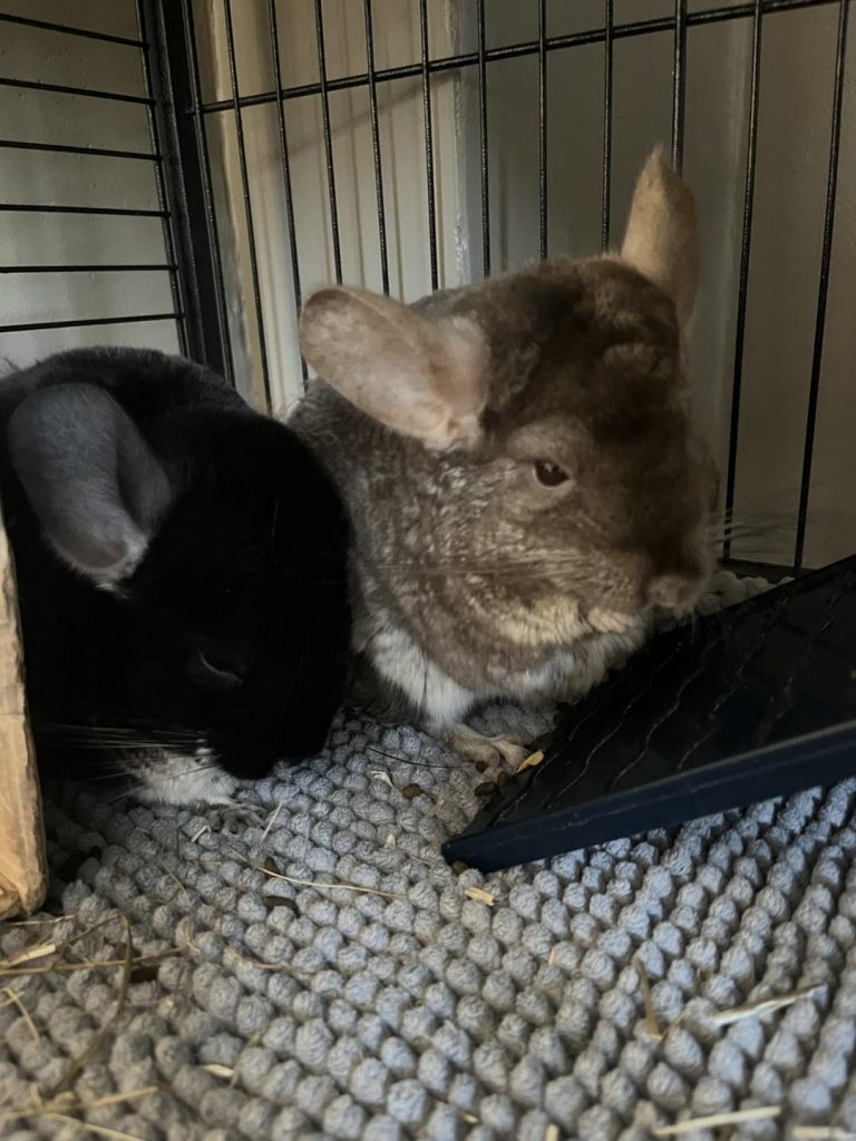 adoptio chinchilla parmain