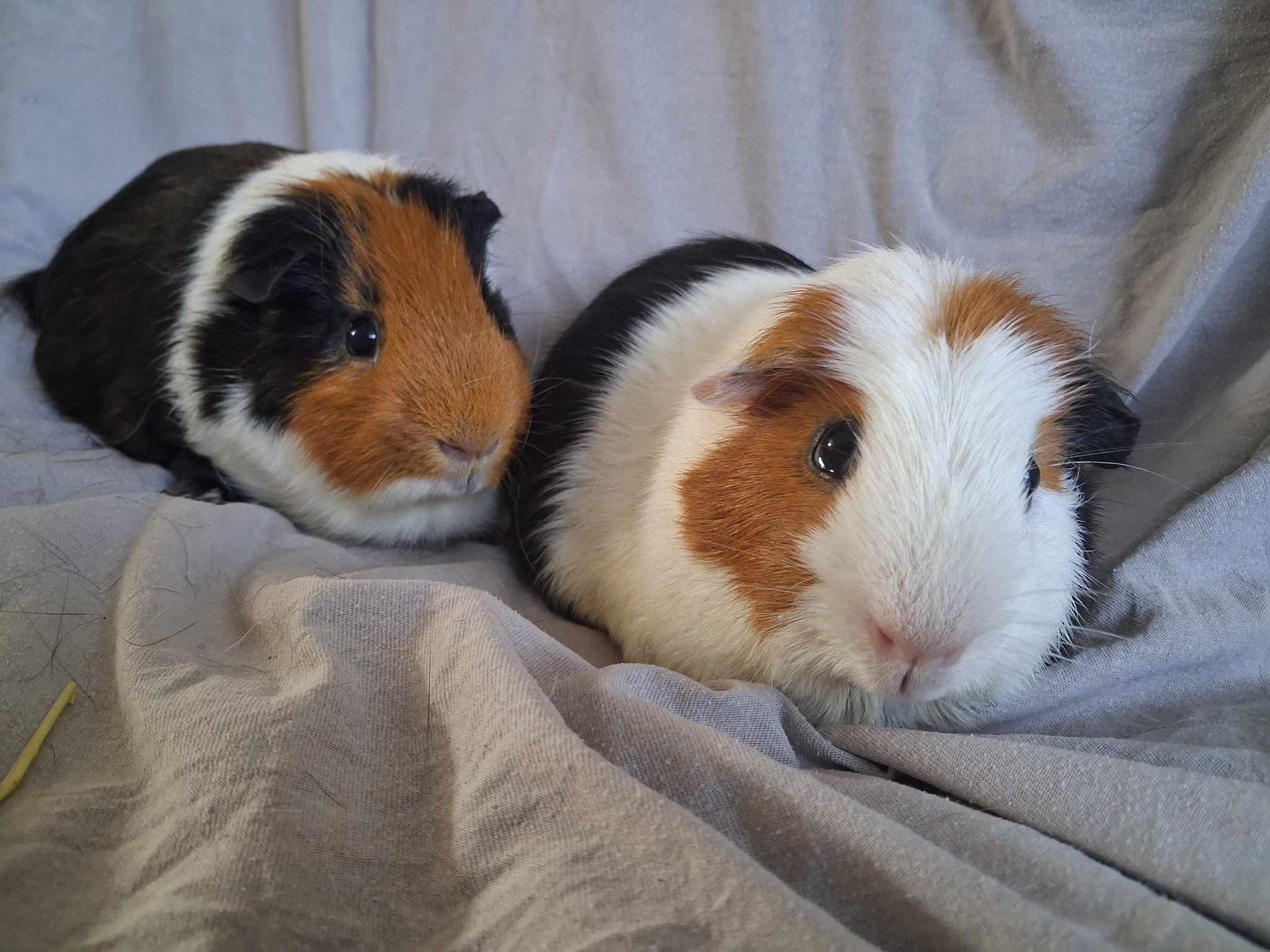 adoption cochon d'inde chaumontel 95