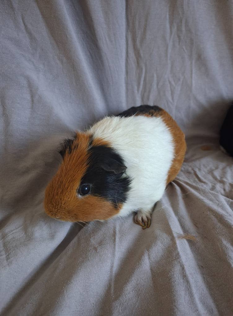 adoption cochon d'inde