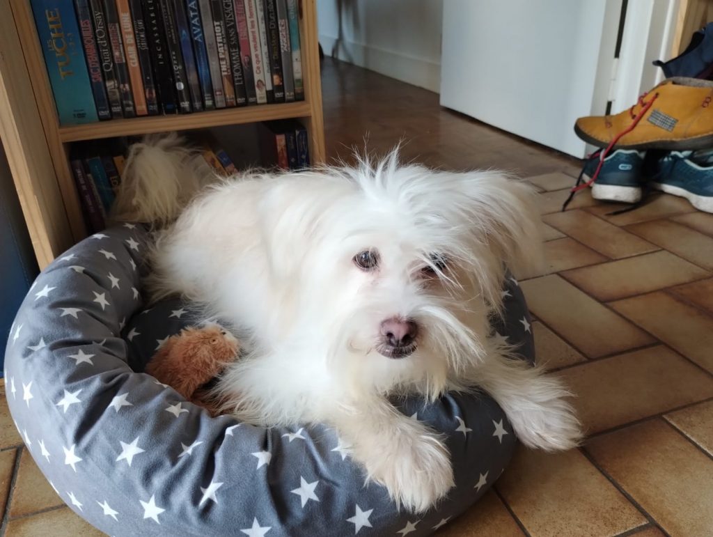 adoption chien 35