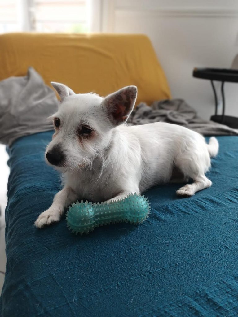 adoptionchien Val d'Oise