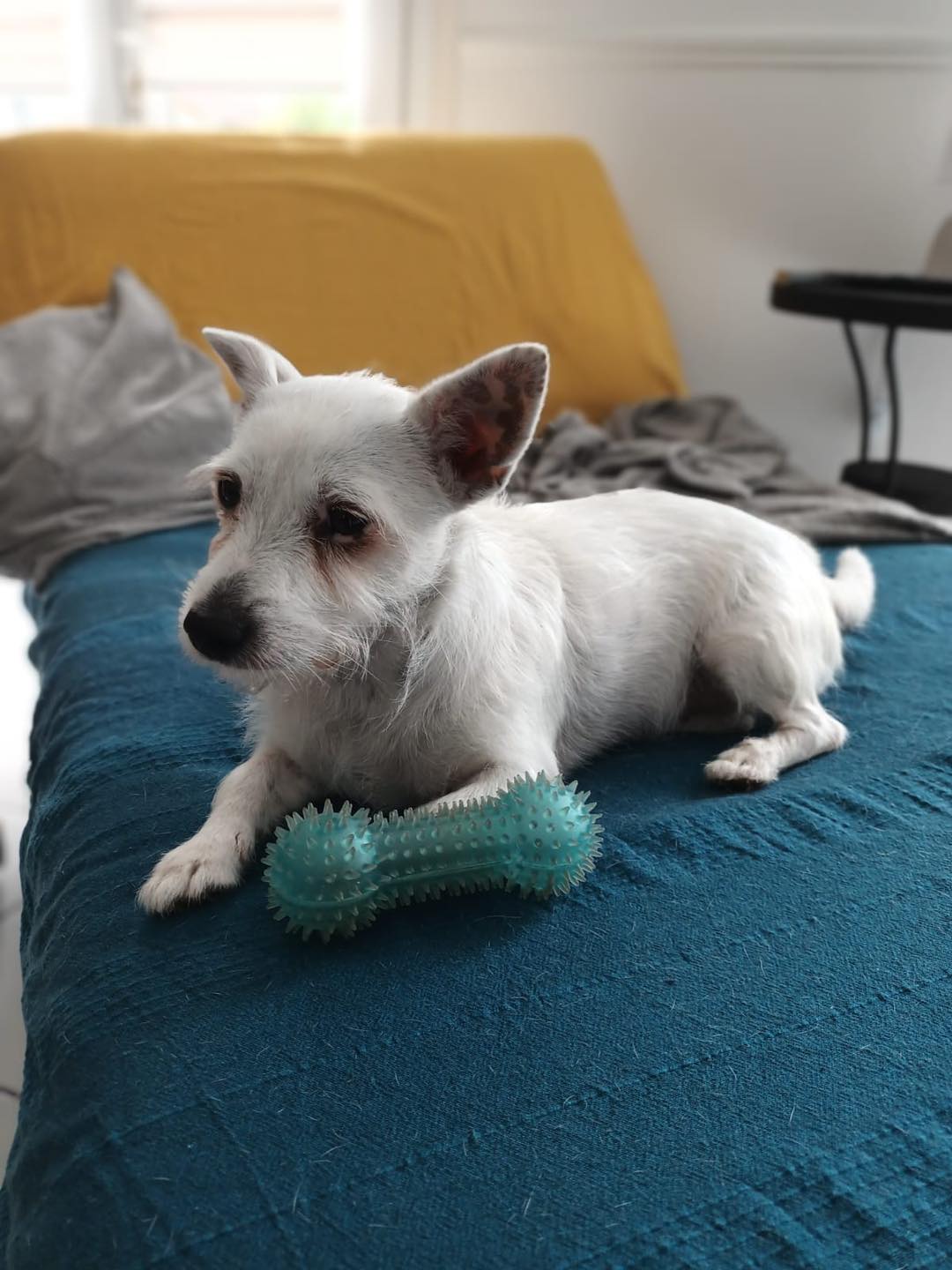 adoptionchien Val d'Oise