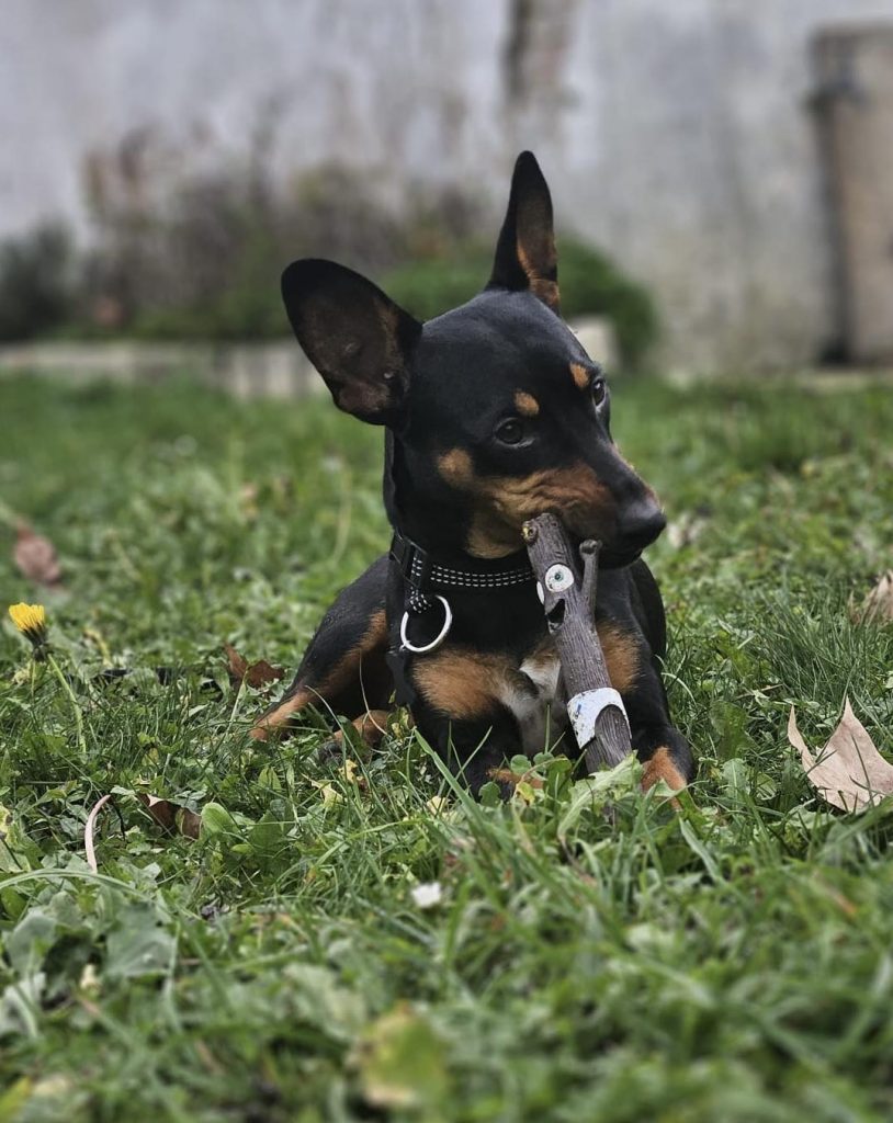 adoption chien ile de france