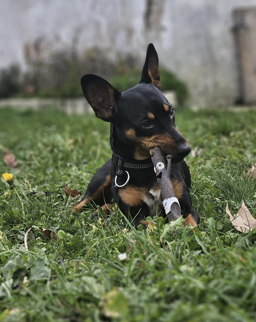 adoption chien ile de france