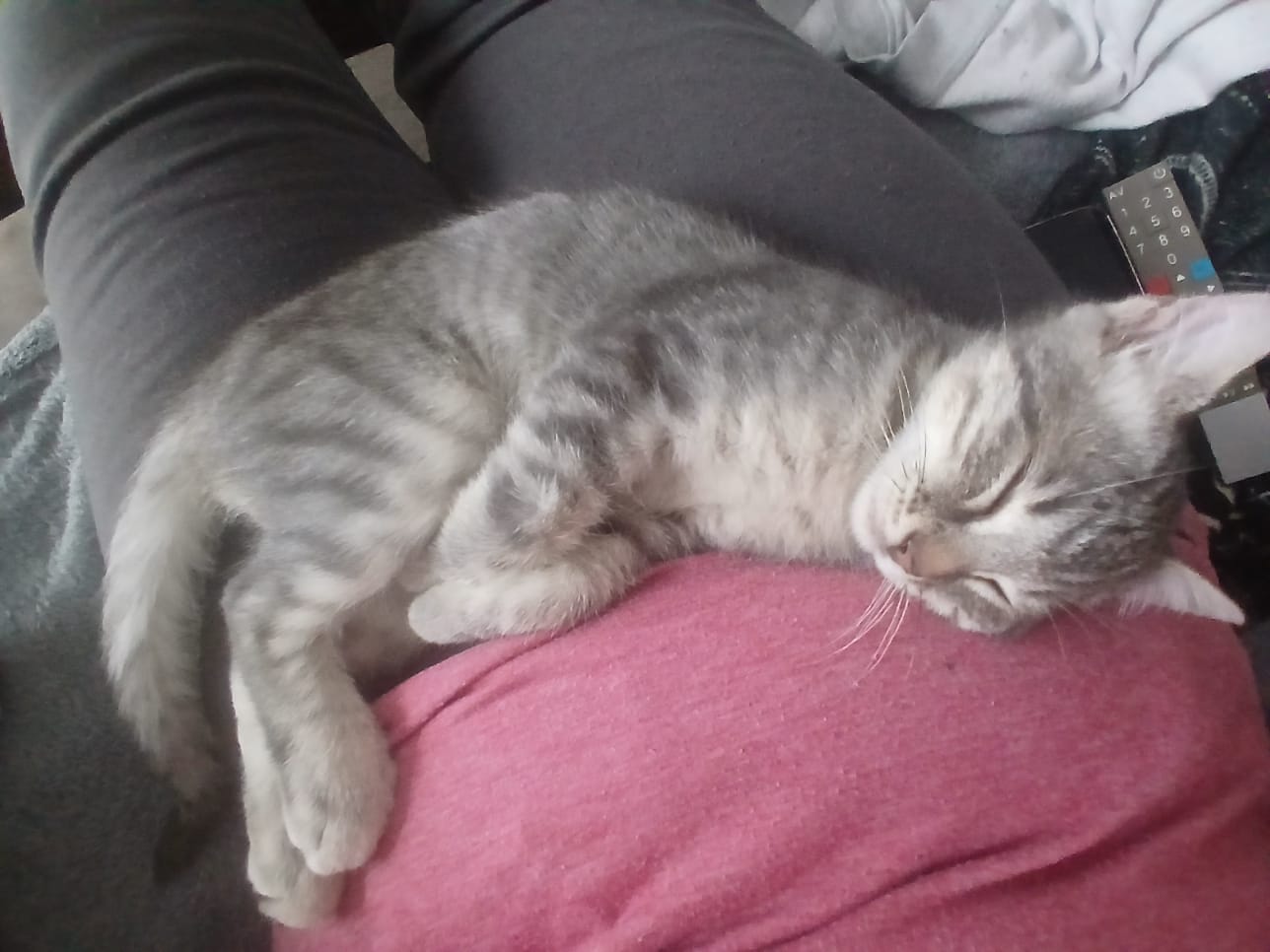 adoption chaton herblay