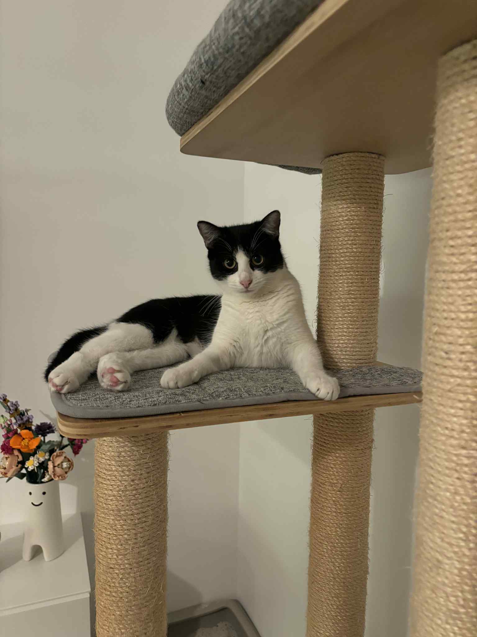 adoption chat combes la ville 77