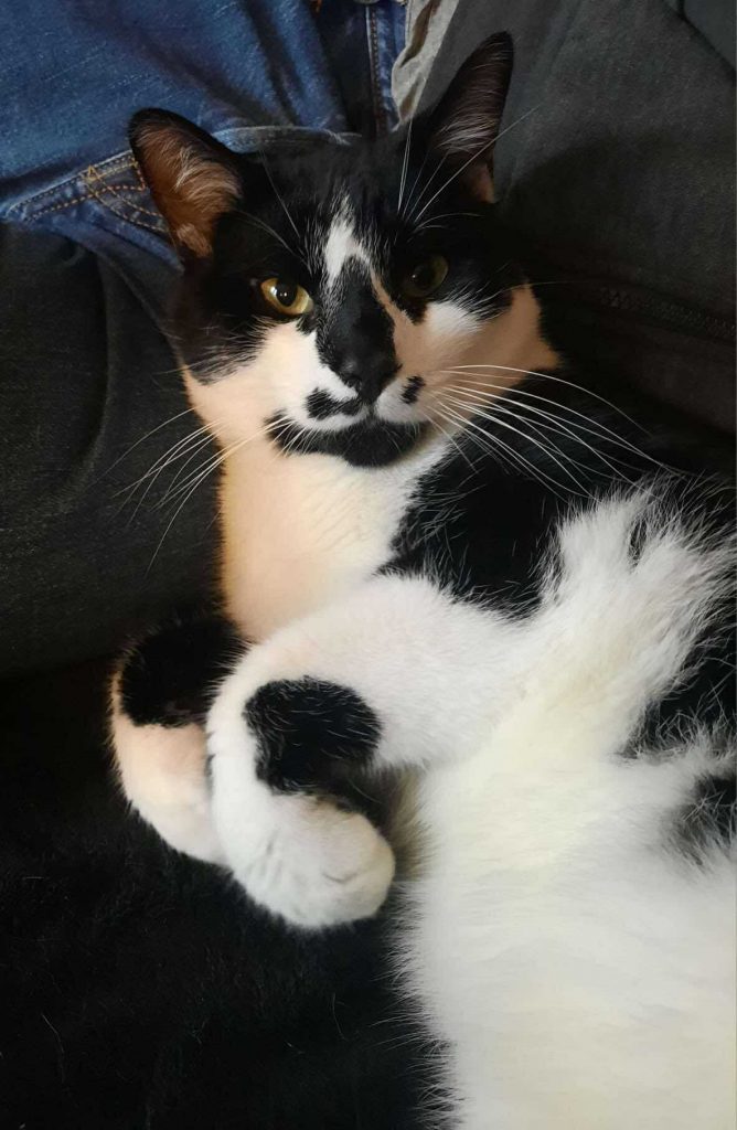 adoption chat colombes