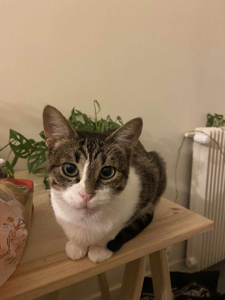 adoption chat issy les moulineaux