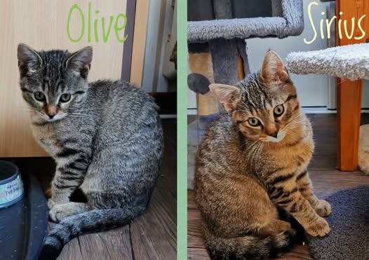 adoption chatons Houilles 78