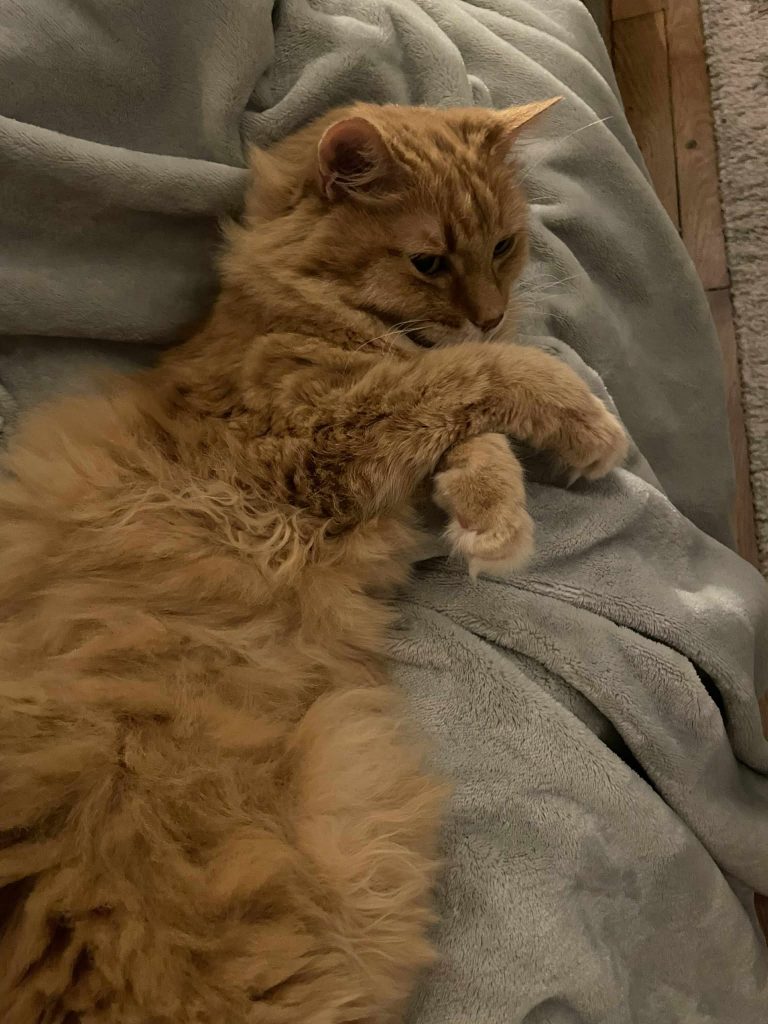 adoption chat clichy