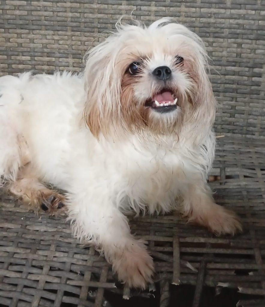 adoption chien ile de france