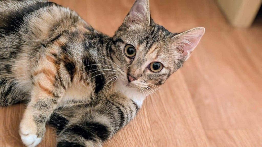 adoptin chaton Val d'oise