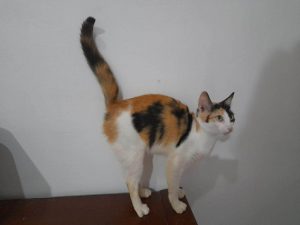 adoption chat ile de france