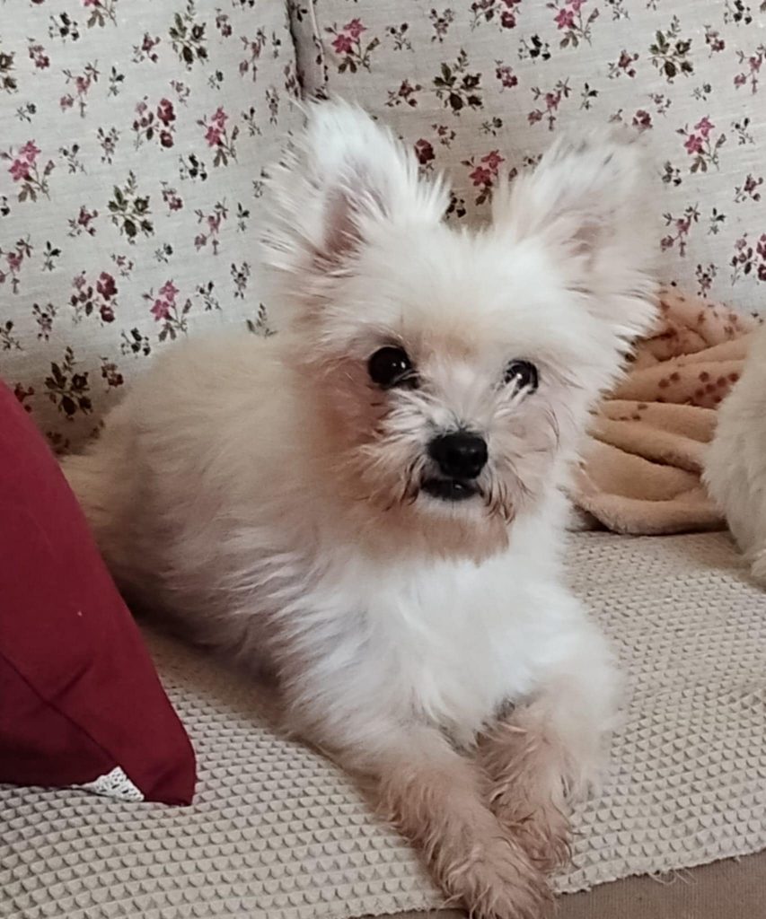 adoption chien val d'oise