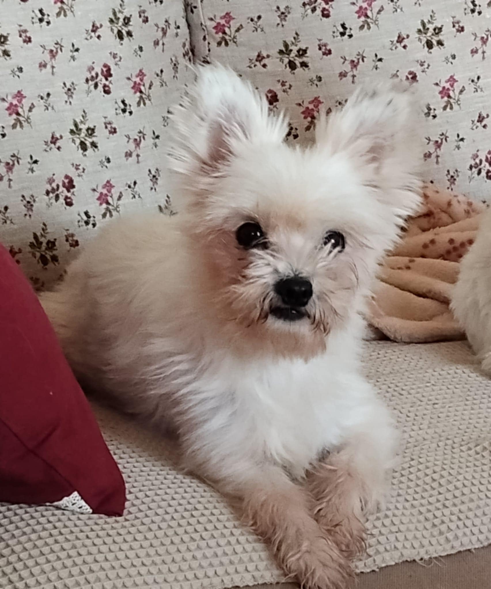 adoption chien val d'oise