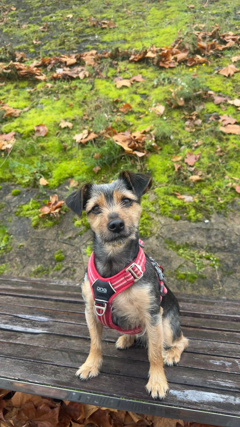 adoption chien val de marne