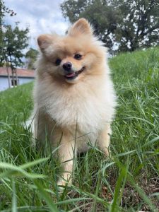 adoption chien bordeaux