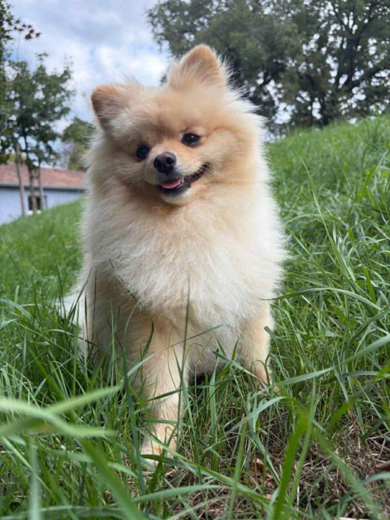 adoption chien bordeaux