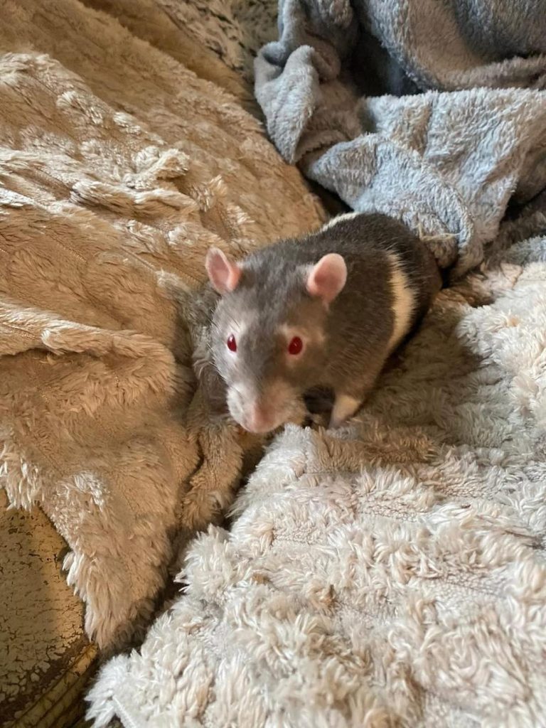 adoption rat 60