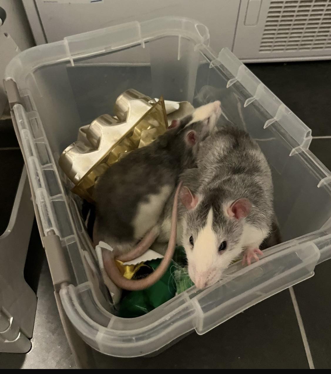 adoption rats males parmain 95